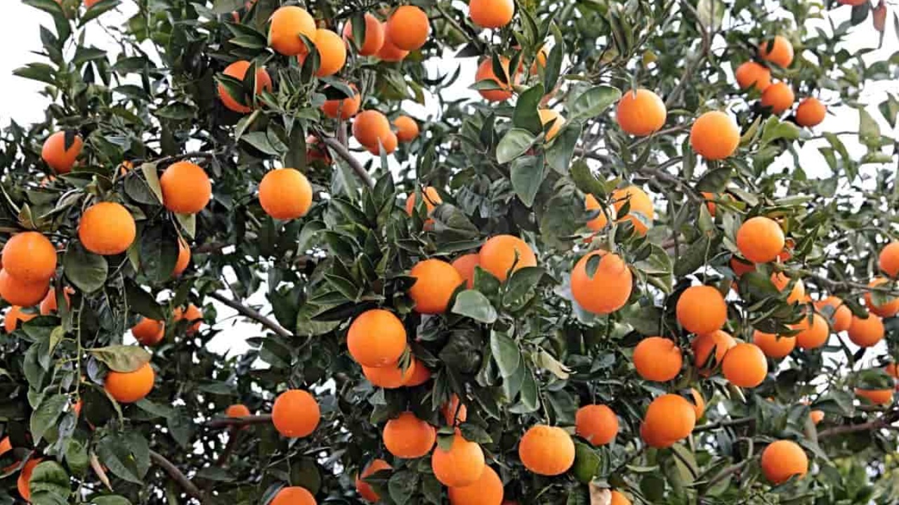 सुन्तला ‘राष्ट्रिय फल’ घोषित