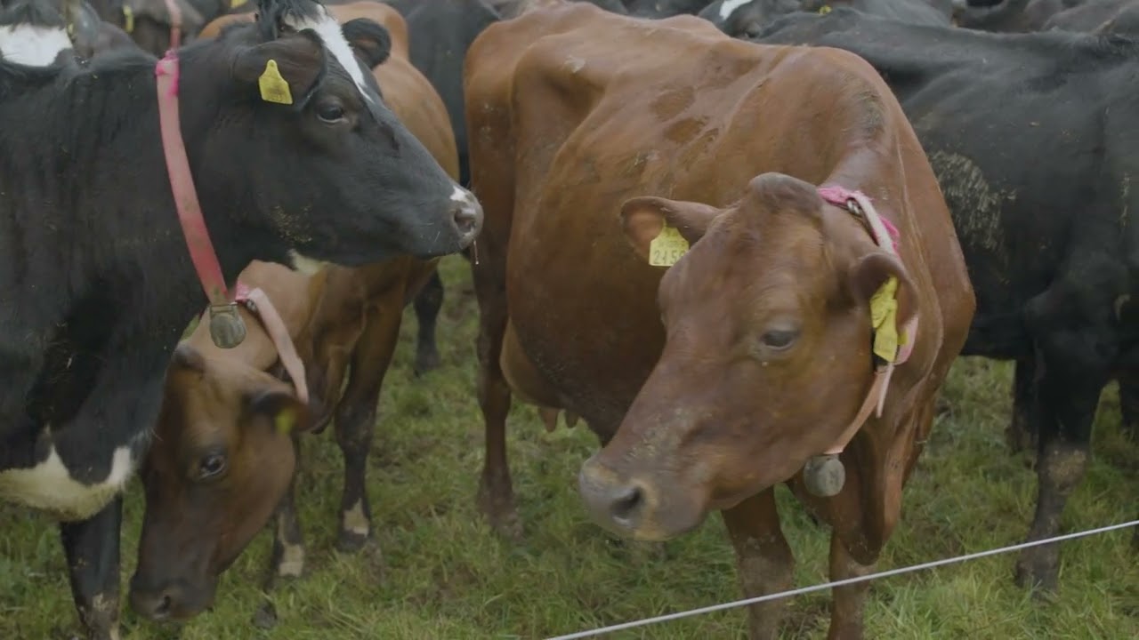 बीमकले मुद्दति निक्षेपमा प्राधिकरणको नाममा जारी गरिदिने ‘इयर मार्क’ के हो ? किन जरुरी छ ?