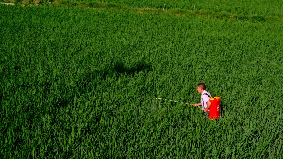 घोटाला बढेपछि भारतको महाराष्ट्र सरकारले खारेज गर्‍यो रू १ को बाली बीमा योजना