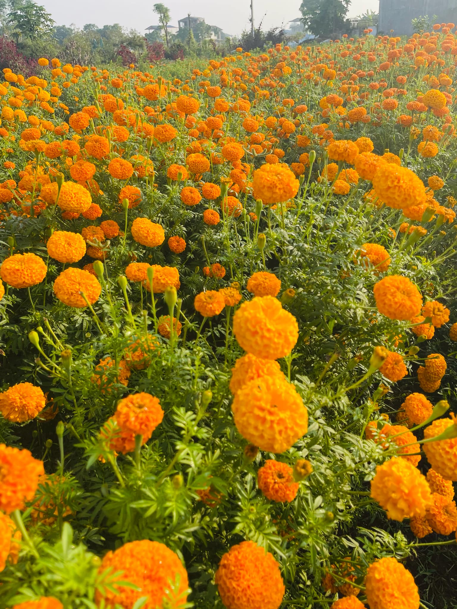 सयपत्री र मखमली मालाको मूल्य एक सय रुपैयाँ र्निधारण