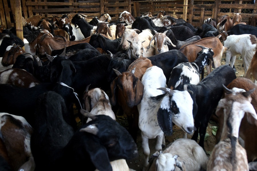 दसैँका लागि आजबाट खसीबोका र च्यांग्रा बिक्री खुला