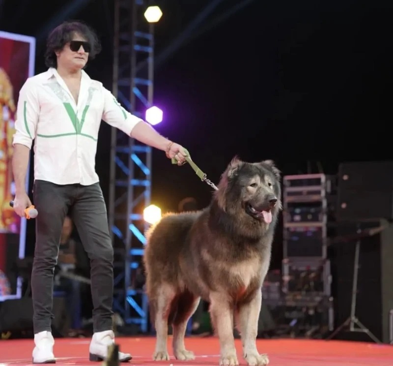 This is the world’s most expensive dog, its price is so high that it can be bought for 4500 tolas of gold.