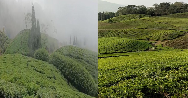 High potential for orthodox tea cultivation in eastern Nepal, international demand projected to increase