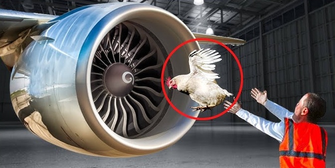 विमान उडाउनुअघि ‘मरेको कुखुरा’बाट परीक्षण, अचम्म लाग्यो ? यस्तो छ कारण
