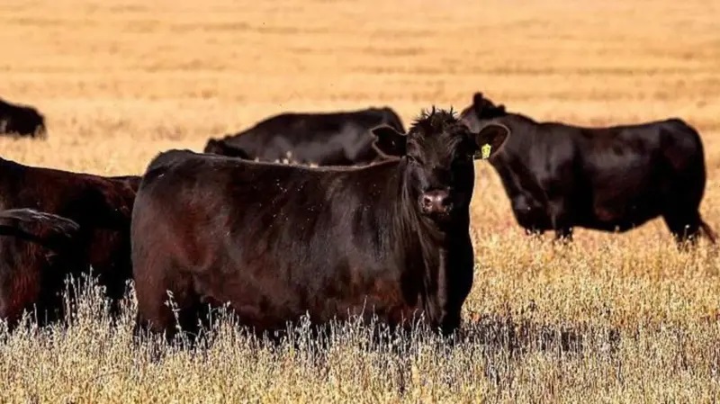 अमेरिकाबाट गाईको मासु आयातमा लगाएको प्रतिबन्ध हटाउने अस्ट्रेलियाको निर्णय