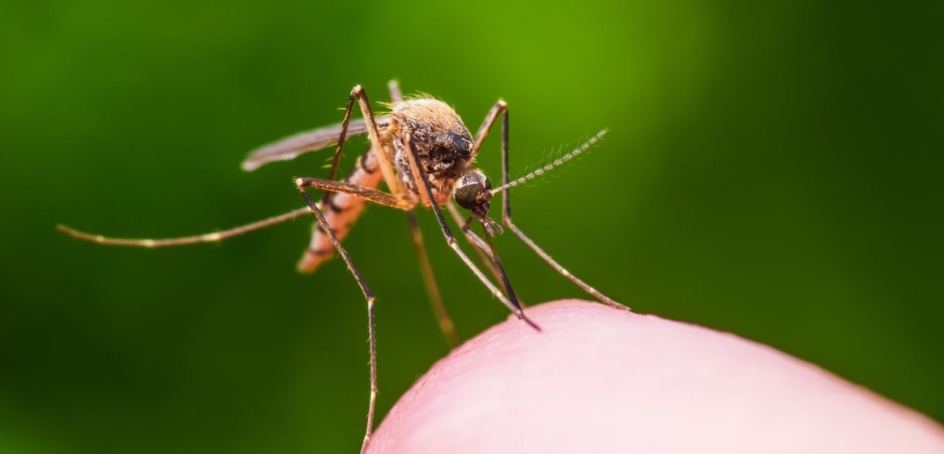 Mosquito found for the first time in this country, scientists surprised to know the cause