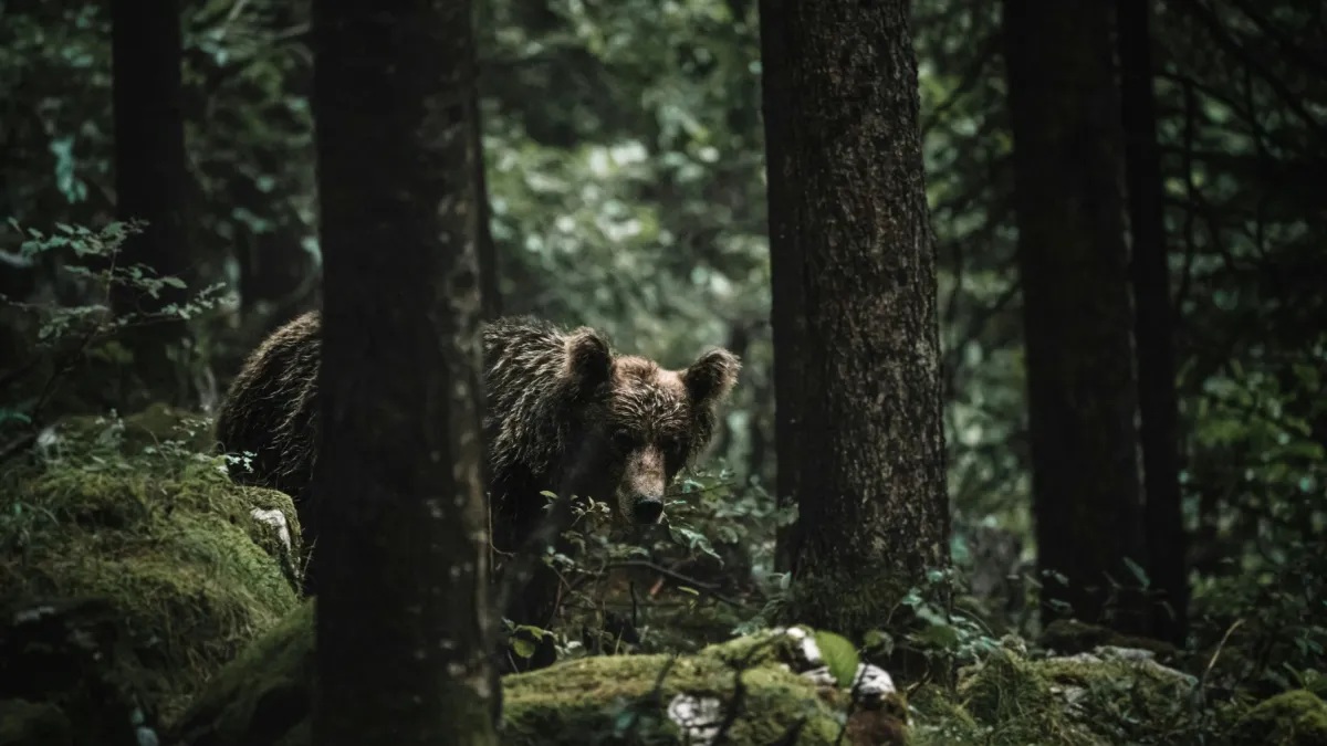 Blue Cross launches insurance plan for passengers in the wake of wild bear attack