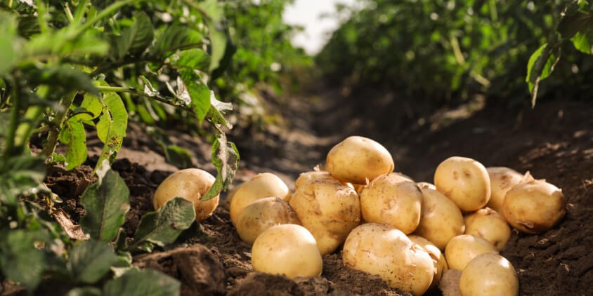 6 types of potato farming added to insurance policy