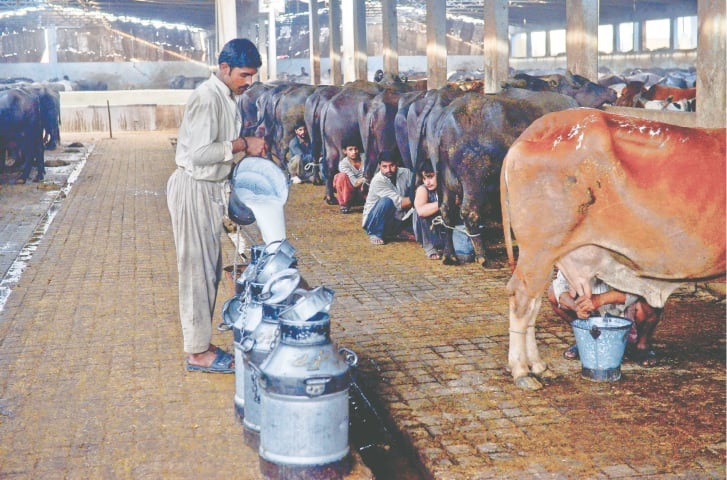 Special life insurance coverage for dairy farmers in Pakistan